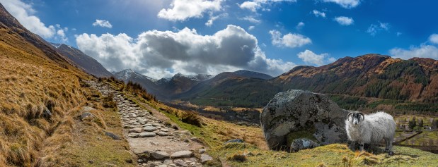 Schaaf am Ben Nevis Schottland Highland